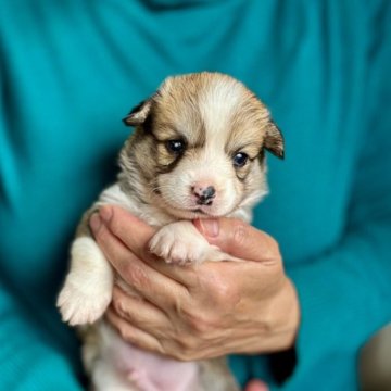 ウェルシュ・コーギー・ペンブローク【熊本県・男の子・2025年10月25日・レッド&ホワイト】の写真「やや小ぶりです♪」