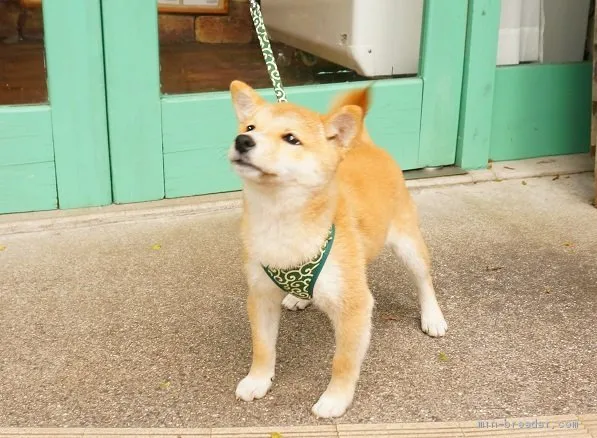 ID：1909-01649の子犬