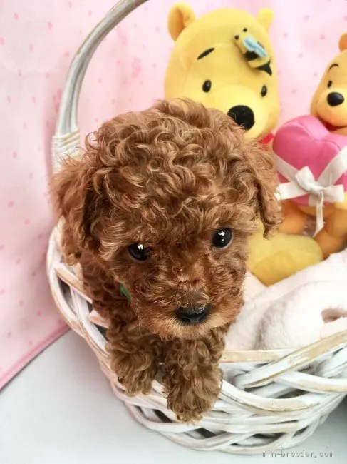 ID：2009-03356の子犬