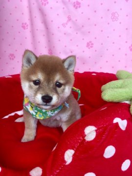 柴犬(豆柴)【熊本県・女の子・2020年2月8日・赤】の写真「小さい豆柴ちゃん(^^♪」