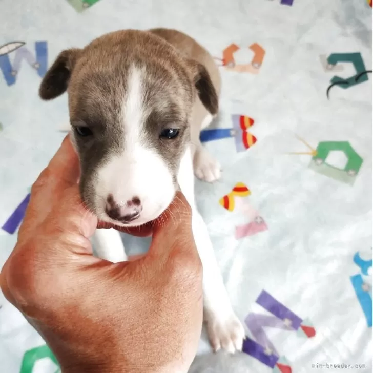 ウィペット【広島県・女の子・2025年10月19日・ブルーブリンドル&amp;ホワイト】の写真1