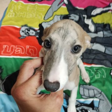 ウィペット【広島県・女の子・2024年10月13日・ブルーブリンドル&ホワイト】の写真「綺麗な子」