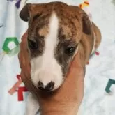 ウィペット
