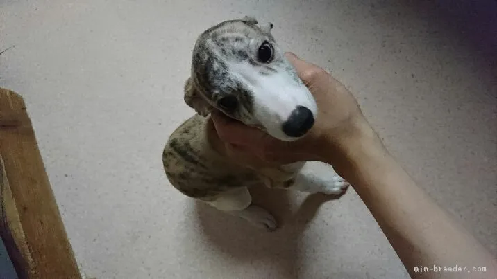 ID:1707-01084の子犬