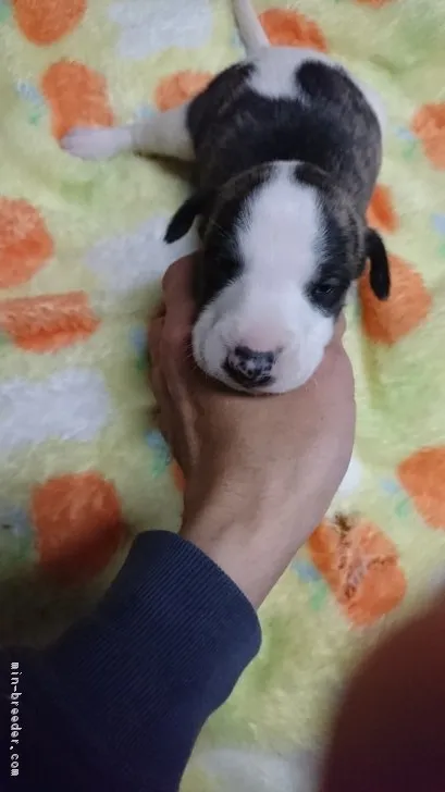 ID：1810-03246の子犬