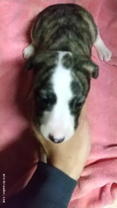 ID:1912-01857の子犬