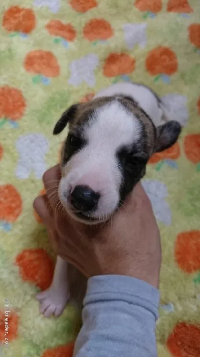 ID：1909-01571の子犬