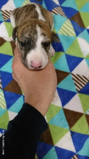 ID：1905-01661の子犬