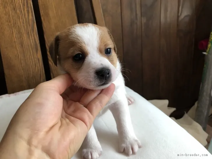 ID:1807-01639の子犬