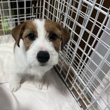 ジャックラッセルテリア【宮城県・男の子・2024年2月25日・ホワイト&タン】の写真「両親チャンピオン犬、ドッグショー20年以上」
