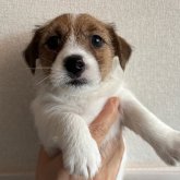 ジャックラッセルテリア