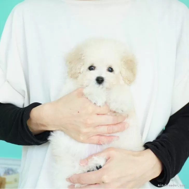 ID：2501-06867の子犬