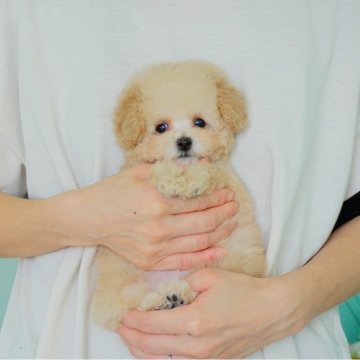 トイプードル(ティーカップ)【佐賀県・女の子・2024年11月29日・クリーム】の写真「とっても小ぶりなベビーフェイスの女の子」