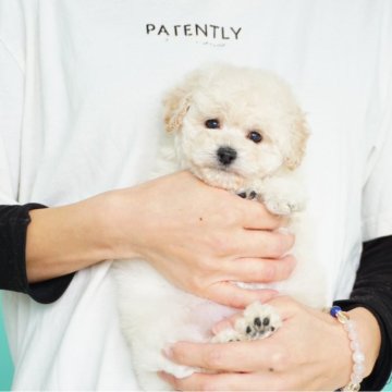 トイプードル(タイニー)【佐賀県・女の子・2024年11月20日・ホワイト】の写真「モコモコお顔がとってもキュートな女の子」