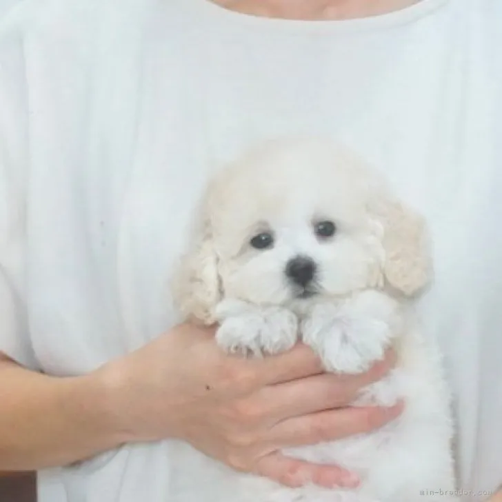 ID：2309-01358の子犬