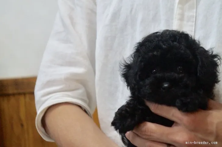 ID：1707-00609の子犬