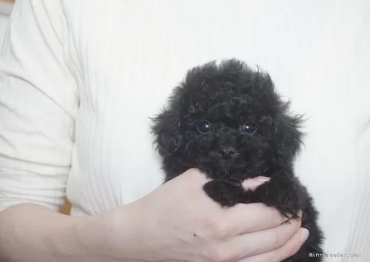 ID：2204-00458の子犬