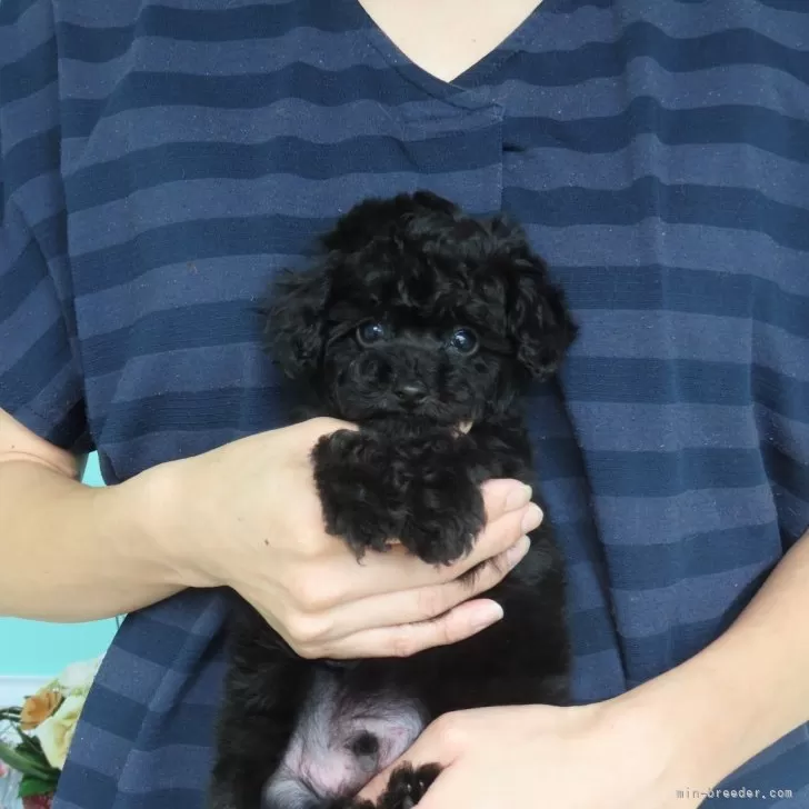 ID:2410-04546の子犬