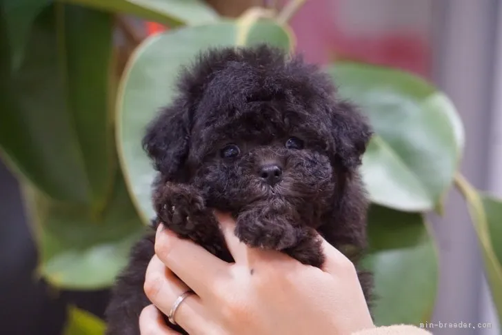 ID:1704-00387の子犬