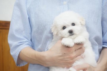 トイプードル(タイニー)【佐賀県・女の子・2019年7月31日・ホワイト】の写真「毛量抜群！まんまるおめめの可愛いホワイトちゃん」