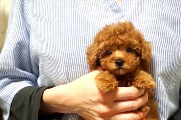 トイプードル(ティーカップ)【佐賀県・女の子・2019年2月25日・レッド】の写真「お顔が可愛い小柄な女の子♪」