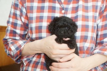 トイプードル(タイニー)【佐賀県・女の子・2022年1月3日・ブラック】の写真「両親jkcチャンピオンの良血統の可愛い女の子です。」