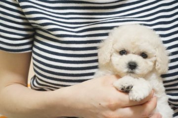 トイプードル(タイニー)【佐賀県・女の子・2018年5月14日・ホワイト】の写真「小柄なふわふわのホワイトちゃん♪」