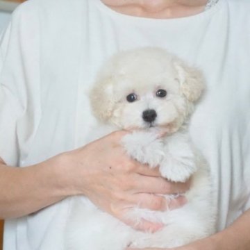 トイプードル(タイニー)【佐賀県・女の子・2023年5月14日・ホワイト】の写真「ふわふわもこもこ！愛嬌たっぷりの可愛い女の子♪」