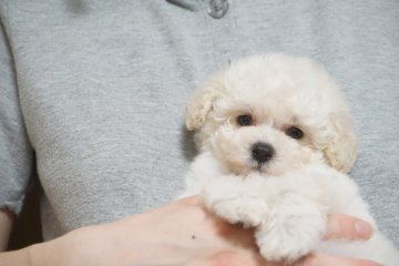 トイプードル(トイ)【佐賀県・女の子・2018年4月6日・ホワイト】の写真「小ぶりでキュートなホワイトちゃん❤️」