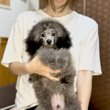 トイプードル(トイ)【佐賀県・男の子・2024年3月13日・グレー】の写真「人懐っこい愛嬌たっぷりのシルバーの男の子です。」