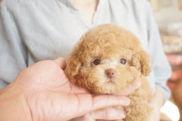 トイプードル(タイニー)【佐賀県・女の子・2021年9月28日・アプリコット】の写真「小柄なふわもこ優しく可愛いお顔の女の子♪」
