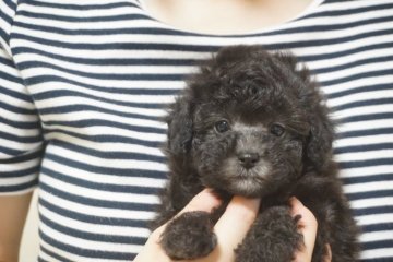 トイプードル(タイニー)【佐賀県・男の子・2018年5月16日・シルバー】の写真「小柄なシルバーの可愛い男の子です♪」