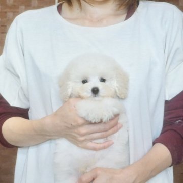 トイプードル(タイニー)【佐賀県・男の子・2024年3月13日・ホワイト】の写真「良血統のモコモコ可愛い男の子です」