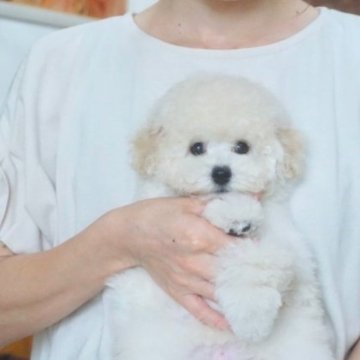 トイプードル(トイ)【佐賀県・男の子・2023年4月24日・ホワイト】の写真「jkcチャンピオン直子、毛量抜群の男の子です🎵」