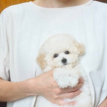 トイプードル(タイニー)【佐賀県・女の子・2023年4月24日・ホワイト】の写真「ベビーフェイスな可愛いお顔の小柄な女の子♪」