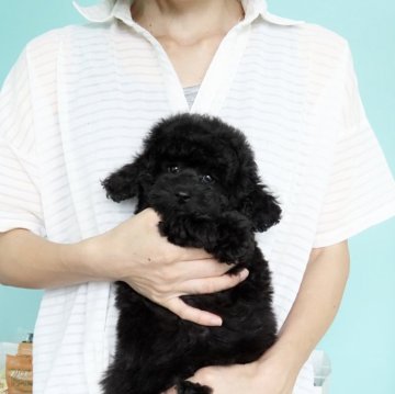 トイプードル(タイニー)【佐賀県・男の子・2024年7月15日・ブラック】の写真「モコモコ可愛い男の子」