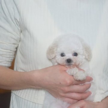 トイプードル(ティーカップ)【佐賀県・女の子・2023年1月21日・ホワイト】の写真「ベビーフェイスな可愛いお顔の女の子♪」
