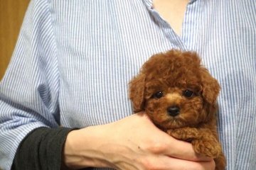 トイプードル(ティーカップ)【佐賀県・男の子・2019年2月25日・レッド】の写真「小柄で可愛い男の子♪」