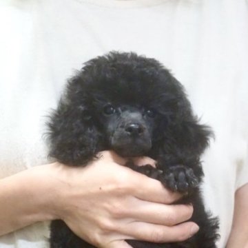 トイプードル(タイニー)【佐賀県・女の子・2023年2月16日・ブラック】の写真「優良血統！ドッグショーにも出陳できる綺麗な子♪」