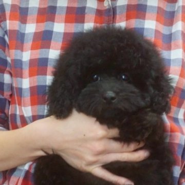 トイプードル(トイ)【佐賀県・男の子・2023年9月26日・ブラック】の写真「毛量抜群！ふわふわもこもこの可愛い子♪」
