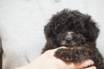 トイプードル(ティーカップ)【佐賀県・女の子・2018年4月6日・シルバー】の写真「モコモコドワーフの可愛い女の子♪」