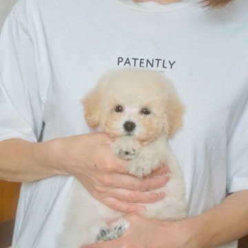 トイプードル(タイニー)【佐賀県・男の子・2024年3月13日・ホワイト】の写真「毛量抜群の良血統の男の子」