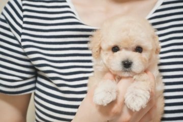 トイプードル(ティーカップ)【佐賀県・男の子・2018年5月16日・クリーム】の写真「小柄な可愛いお顔の男の子です♪」