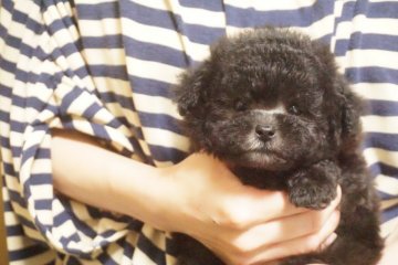 トイプードル(タイニー)【佐賀県・男の子・2018年11月25日・シルバー】の写真「短い足がチャームポイントです。」