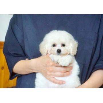 トイプードル(タイニー)【佐賀県・女の子・2022年5月5日・ホワイト】の写真「まんまるおめめの可愛いふわもこちゃん♪」