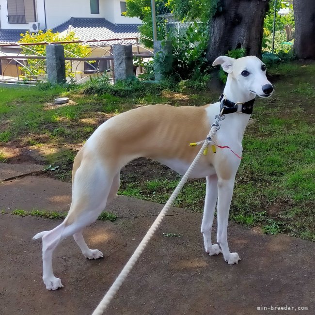 手塚　光生(てづか　みつお)ブリーダー(東京都・ウィペット・JKC登録)の紹介写真6