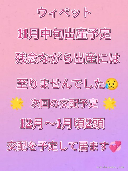 手塚光生ブリーダーのブログ：残念ながら出産には至らず😥