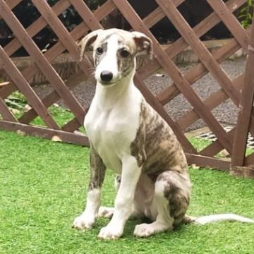 ウィペット【東京都・男の子・2022年8月7日・ブリンドル&ホワイト】の写真「良血統・顔立ち良・邑楽かな男の子・骨太・ガツチリ」