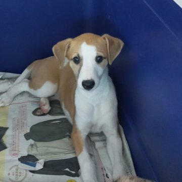 ウィペット【東京都・女の子・2023年6月10日・レッド&ホワイト】の写真「大人しく、人懐っこい子😄」