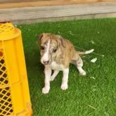 ウィペット【東京都・女の子・2022年8月7日・ブリンドル&ホワイト。】の写真3